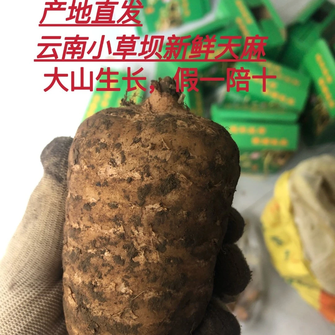 云南昭通小草坝新鲜天，麻