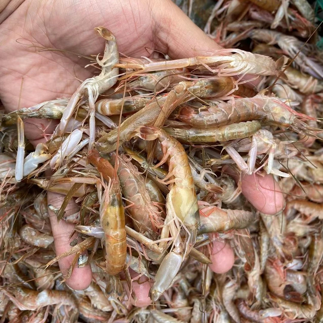山东莱州 野生海捕小红虾 小夹板4斤