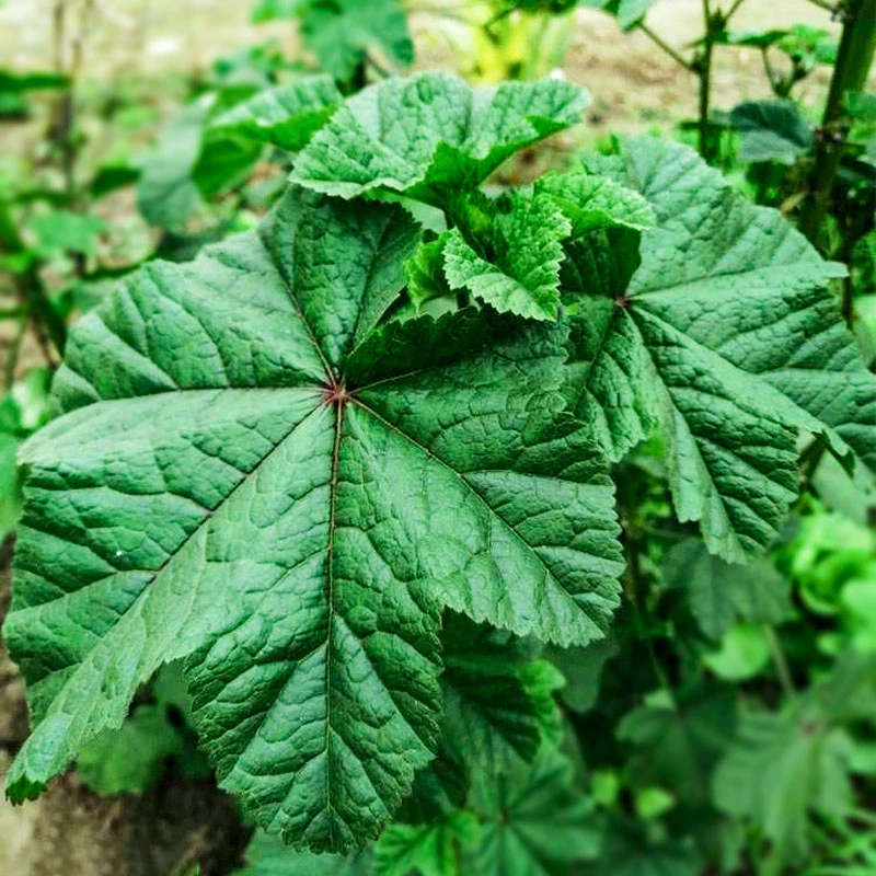 冬寒菜种子冬苋菜种子冬天菜种秋季冬季籽菜苗植物