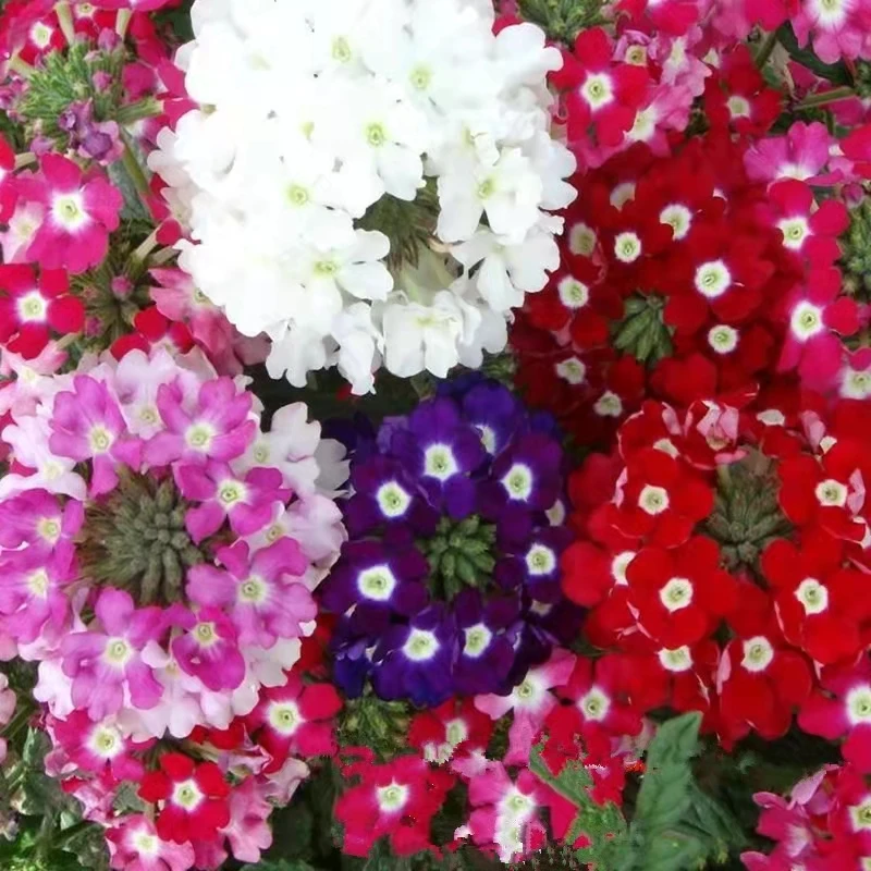 花种子美女樱混色观赏花卉阳台盆栽庭院绿植四季易活花种垂吊花卉