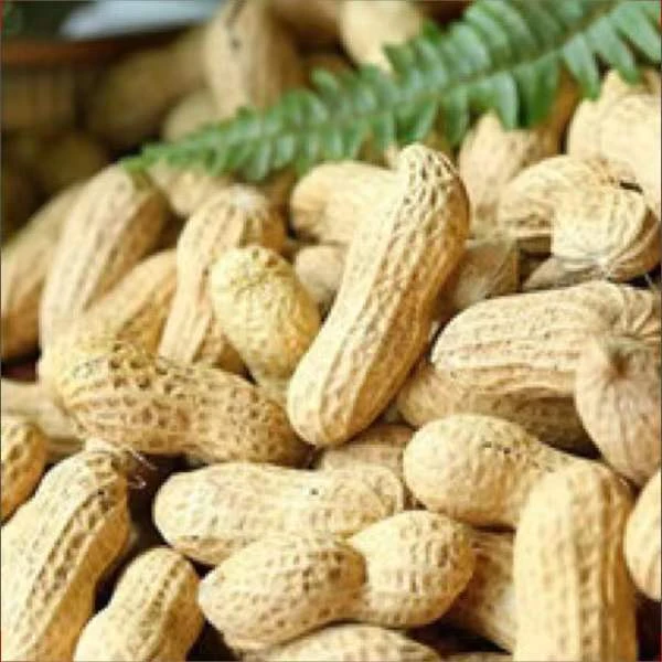 MING XI;MX/明西龙岩花生湿烤紫衣带壳花生500g/包