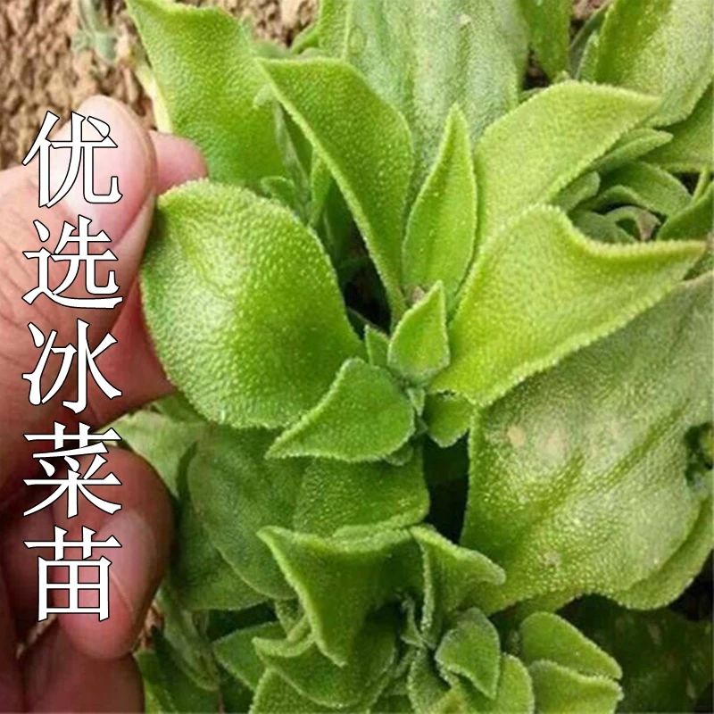 水晶冰菜苗子冰菜种子阳台种植花盆蔬菜简单易种
