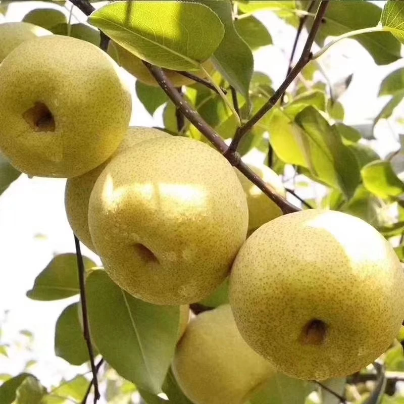 [砀山]园艺场百年老树优质酥梨净重5斤/10斤包邮