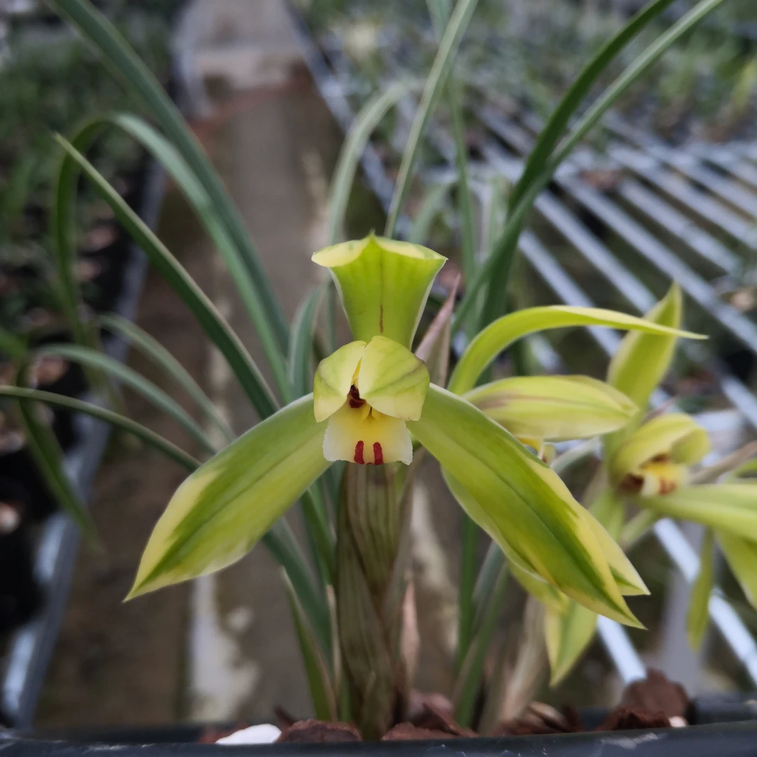 精品金边线艺兰花苗 春兰皎月 清香型室内绿植花卉盆栽