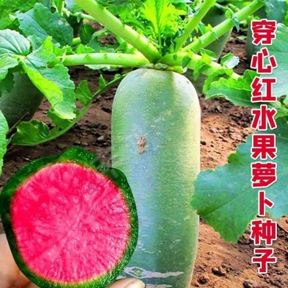 穿心红水果萝卜种子籽生吃脆甜青皮红瓤红心萝卜种子春夏简单种植