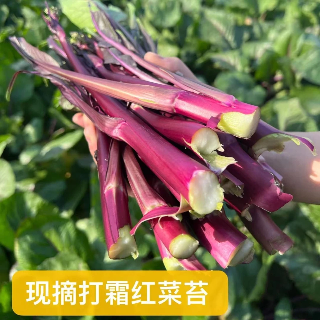 【产地直发】湖北仙桃红菜苔3/6斤装现摘现发
