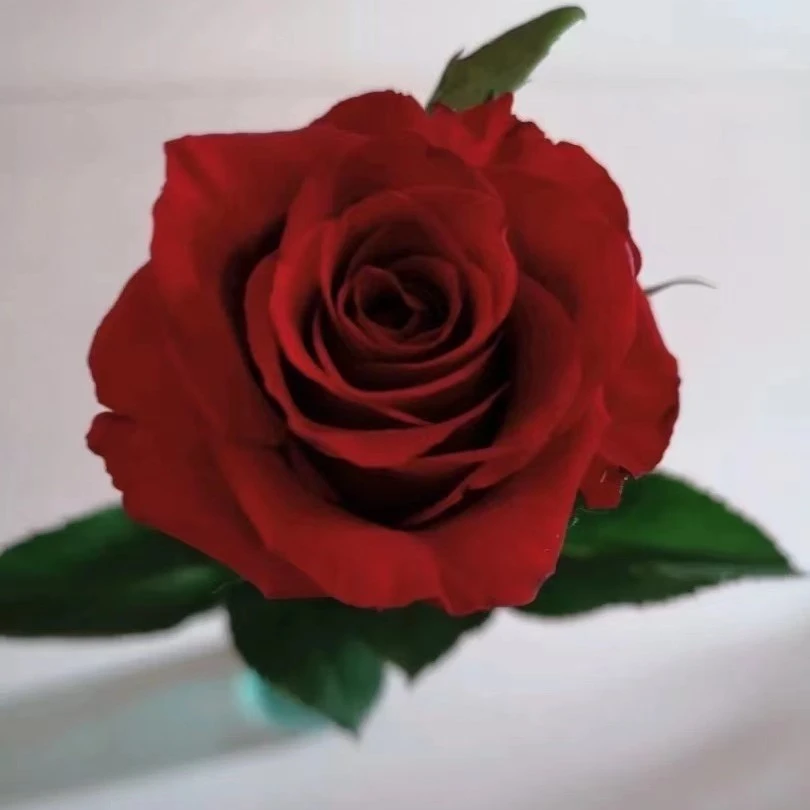 【如熙臻品】传奇--- 单头玫瑰（注意：收到带包装醒花哦！）【520鲜花】