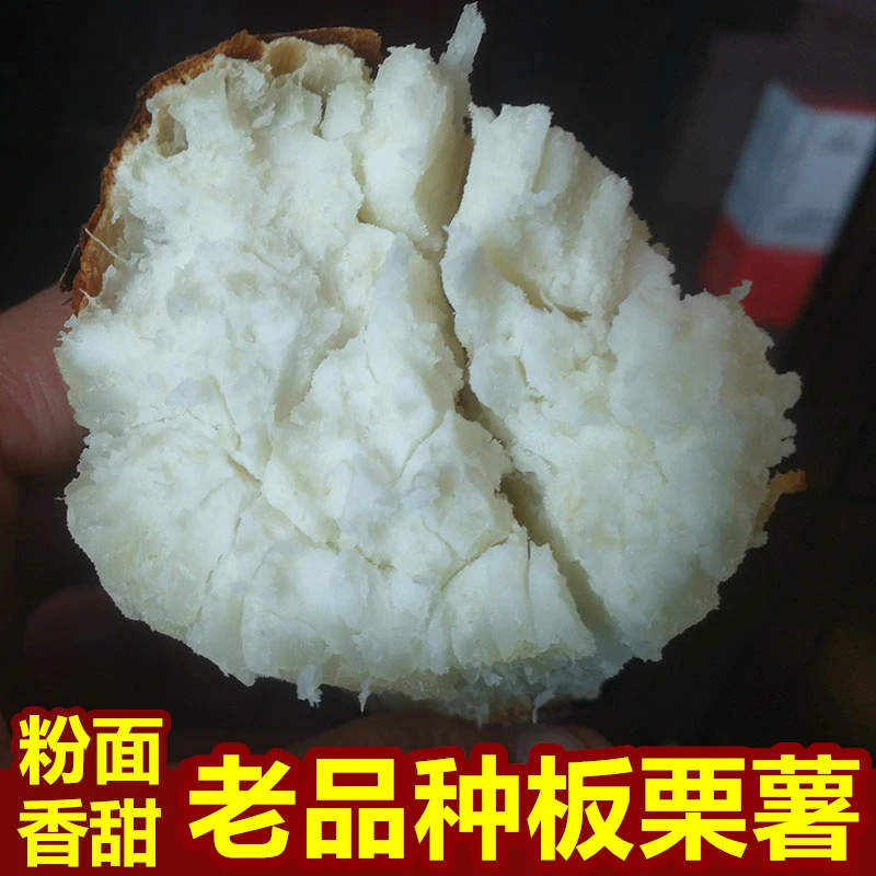 【头茬】25年河南现挖白心板栗红薯5斤 新鲜板栗白薯番薯白瓤白色