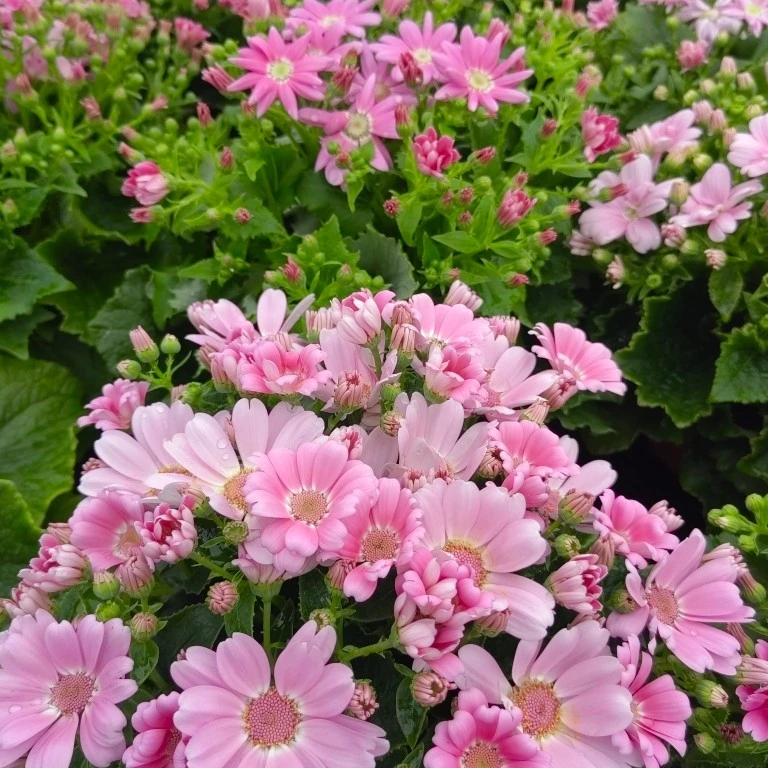 瓜叶菊花卉绿植盆栽