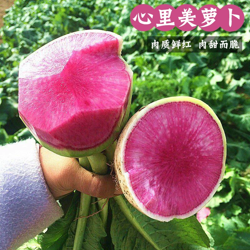 北京满堂红心里美萝卜种子红心水果萝卜籽高产四季春秋播蔬菜种孑