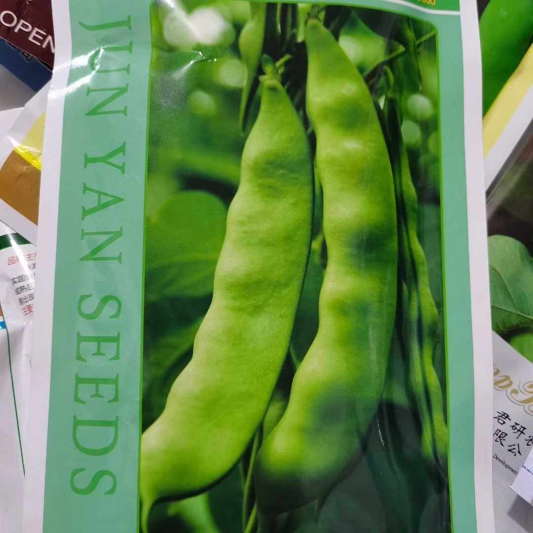 黑大绿冠 油豆角种子高产抗病宽大肉厚开锅烂