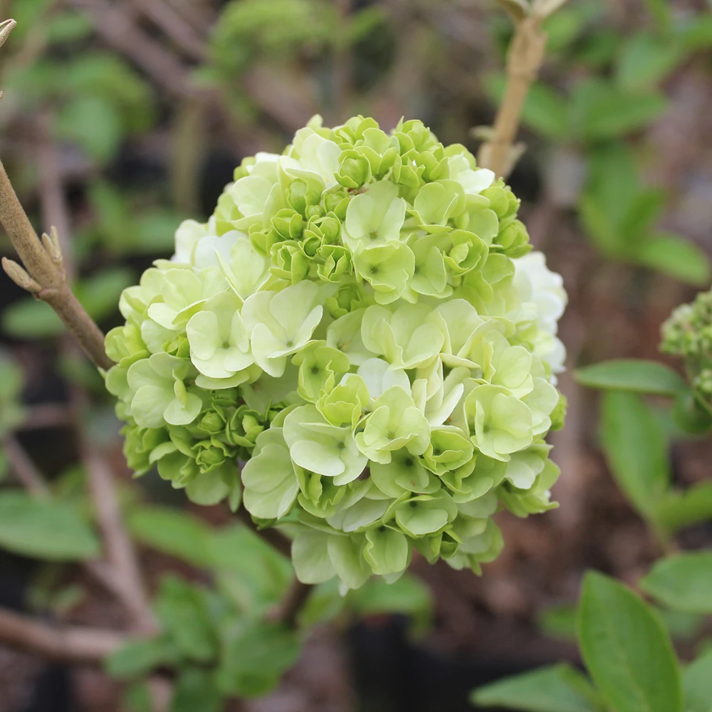 斗球中华木绣球小苗