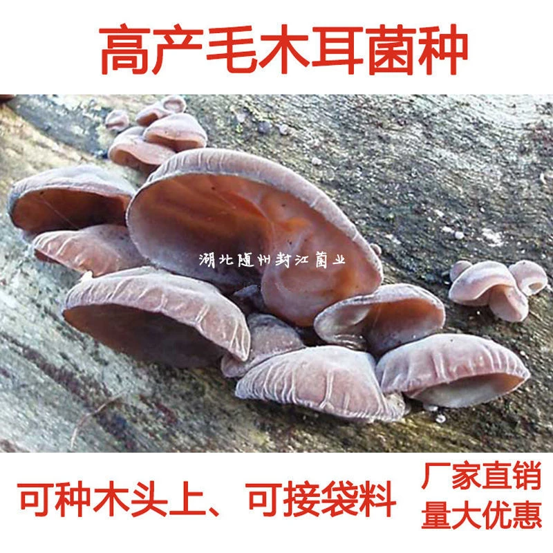椴木毛木耳菌种原种母种_木耳菌种种子毛木耳脆木耳菌种非黑木耳