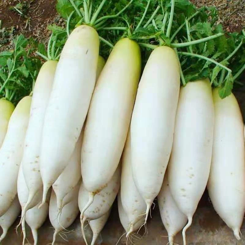 白萝卜种子易种白萝卜水果洁白蔬菜种籽口感味甜多汁秋季播种