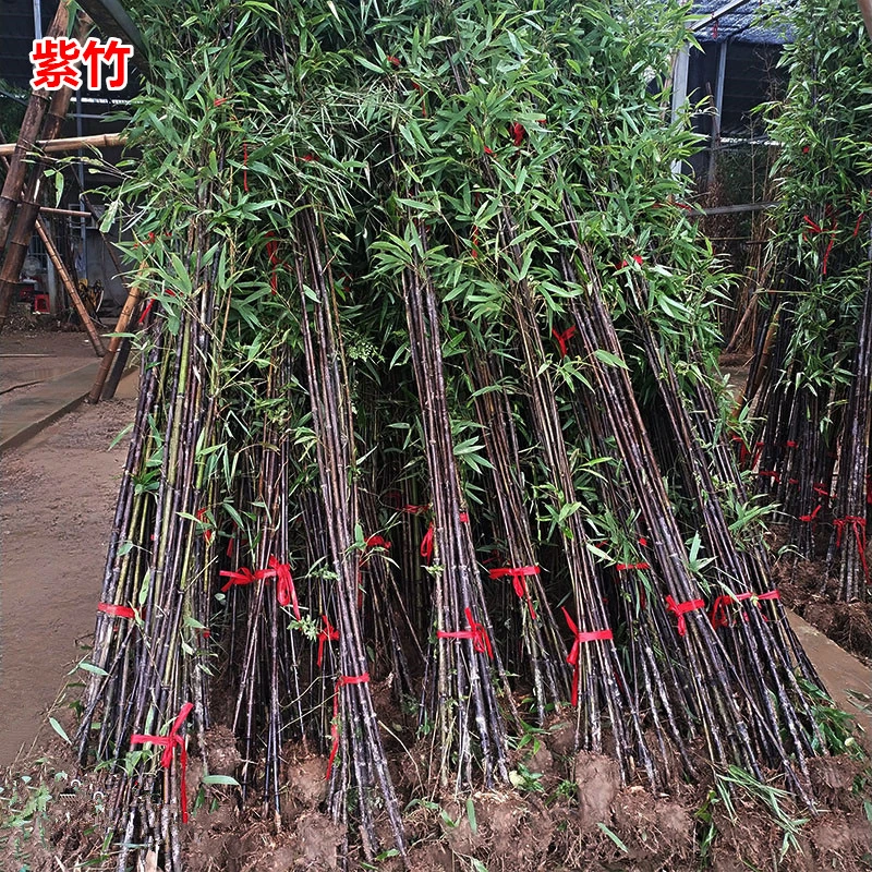 名贵品种矮化紫竹苗竹子苗庭院户外四季种植室内盆栽竹子墨竹黑竹