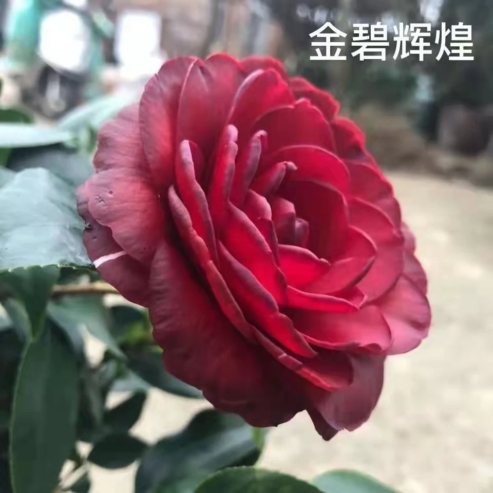 【金碧辉煌】又名黑赤丹茶花苗带花苞年底可开花阳台花卉盆栽包邮