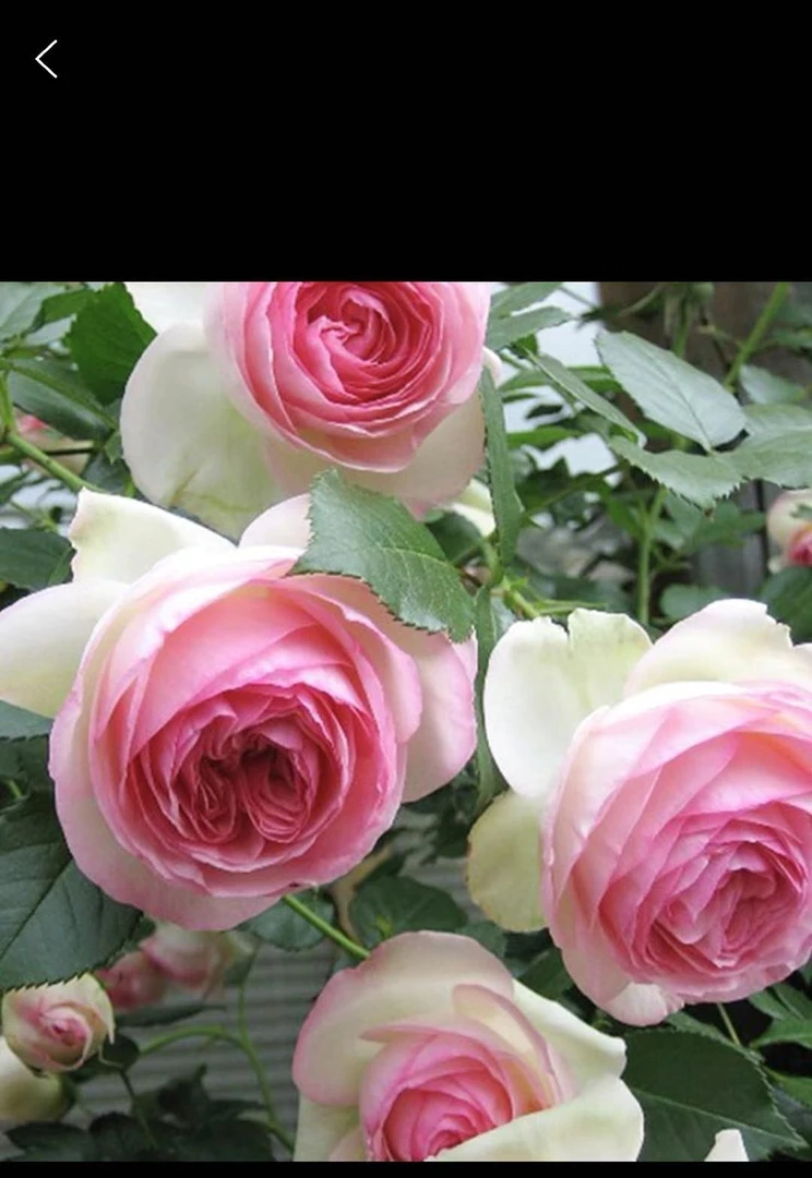 粉色龙沙宝石浓香型开花