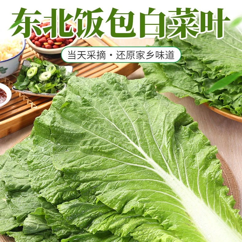 东北特产新鲜打饭包白菜叶