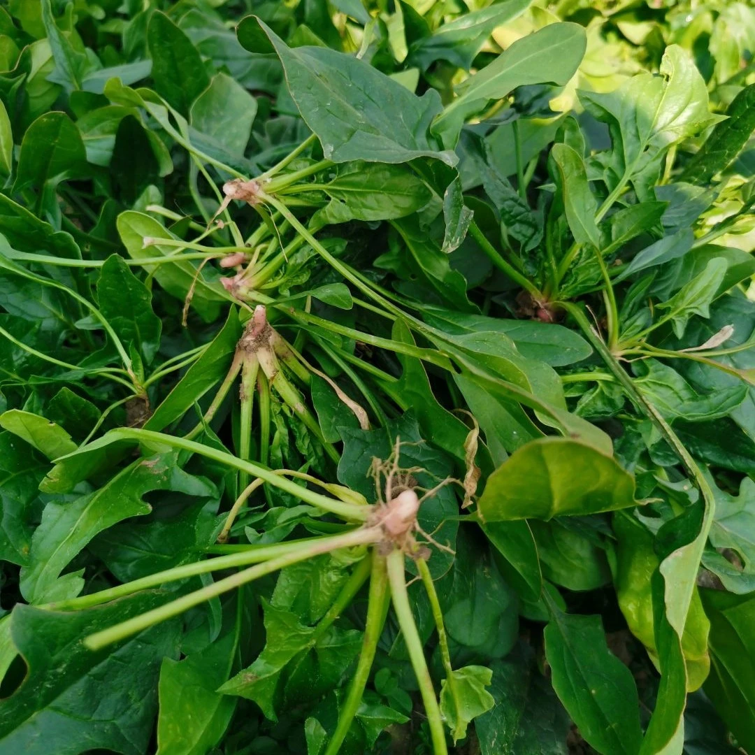 湖北随州新鲜菠菜现摘现发农家自种露天矮脚红根菠菜1500g