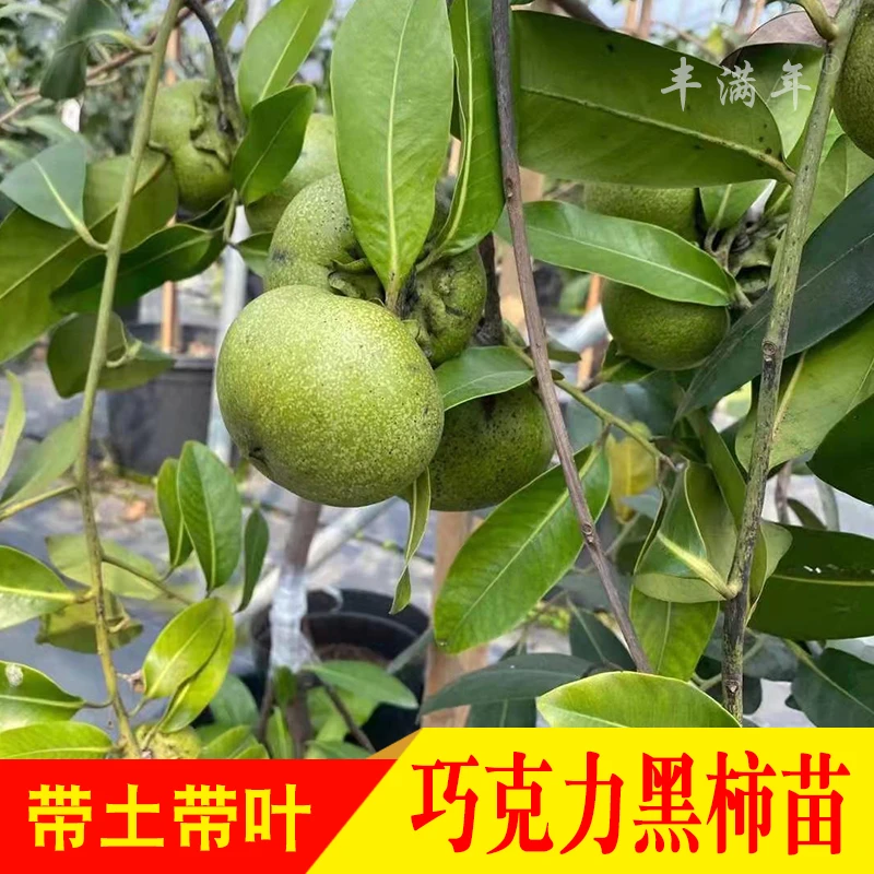 四季巧克力布丁黑柿嫁接苗水果树苗新品种庭院种植阳台盆栽地栽