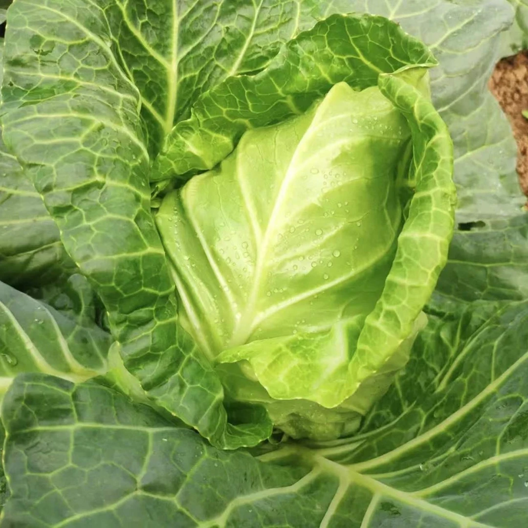 大连普兰店 大头菜菜 2个净重2到3左右