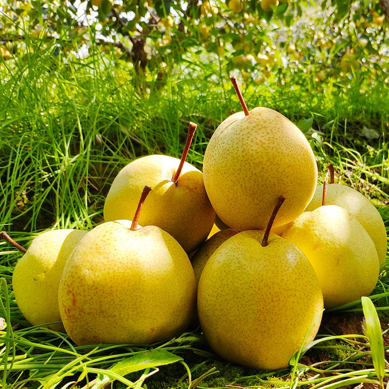 陕西山地酥梨净重5/8.5斤装现摘新鲜水果甜蜜多汁香甜口感酥脆