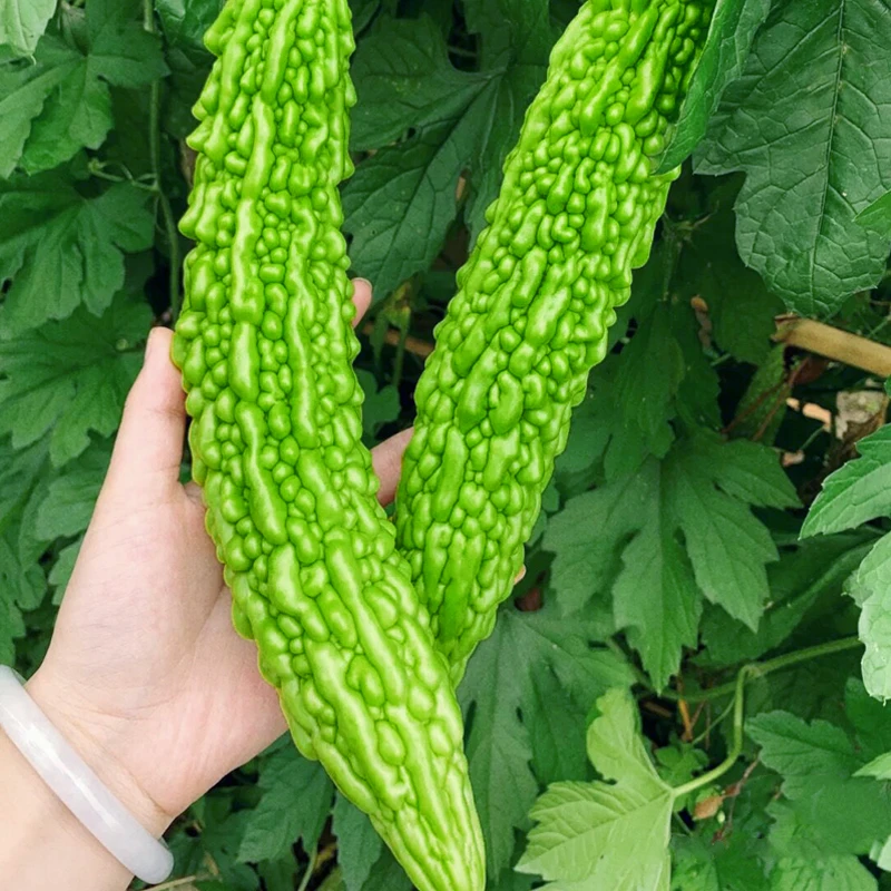 大肉苦瓜种子绿苦瓜种籽菜阳台耐热四季春季盆栽蔬菜