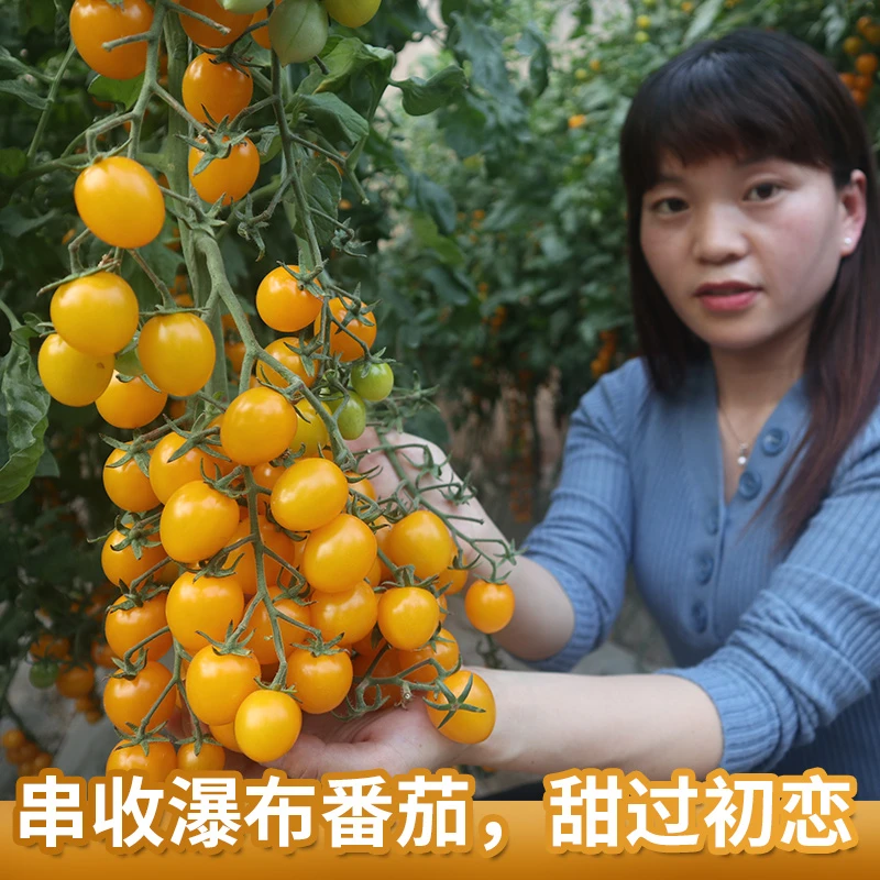 初恋番茄种子籽盆栽阳台超甜黄圣女果樱桃西红柿苗春四季蔬菜种孑
