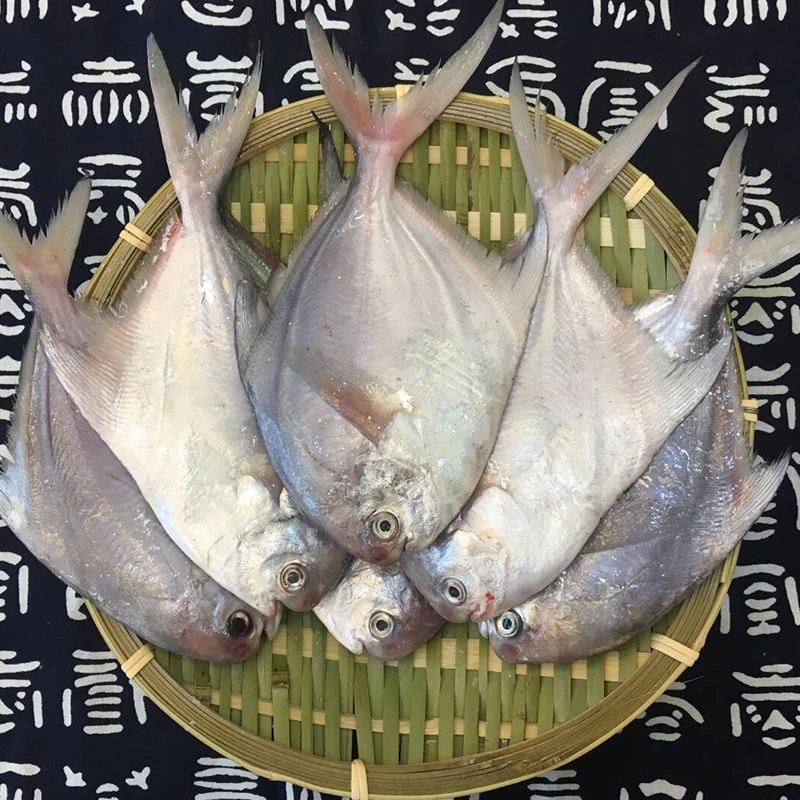 吕四海鲜   流网银鲳鱼   3斤5条