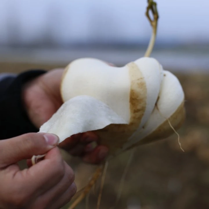 湖北江汉平原天门新鲜地瓜沙葛凉薯2500g/4500g