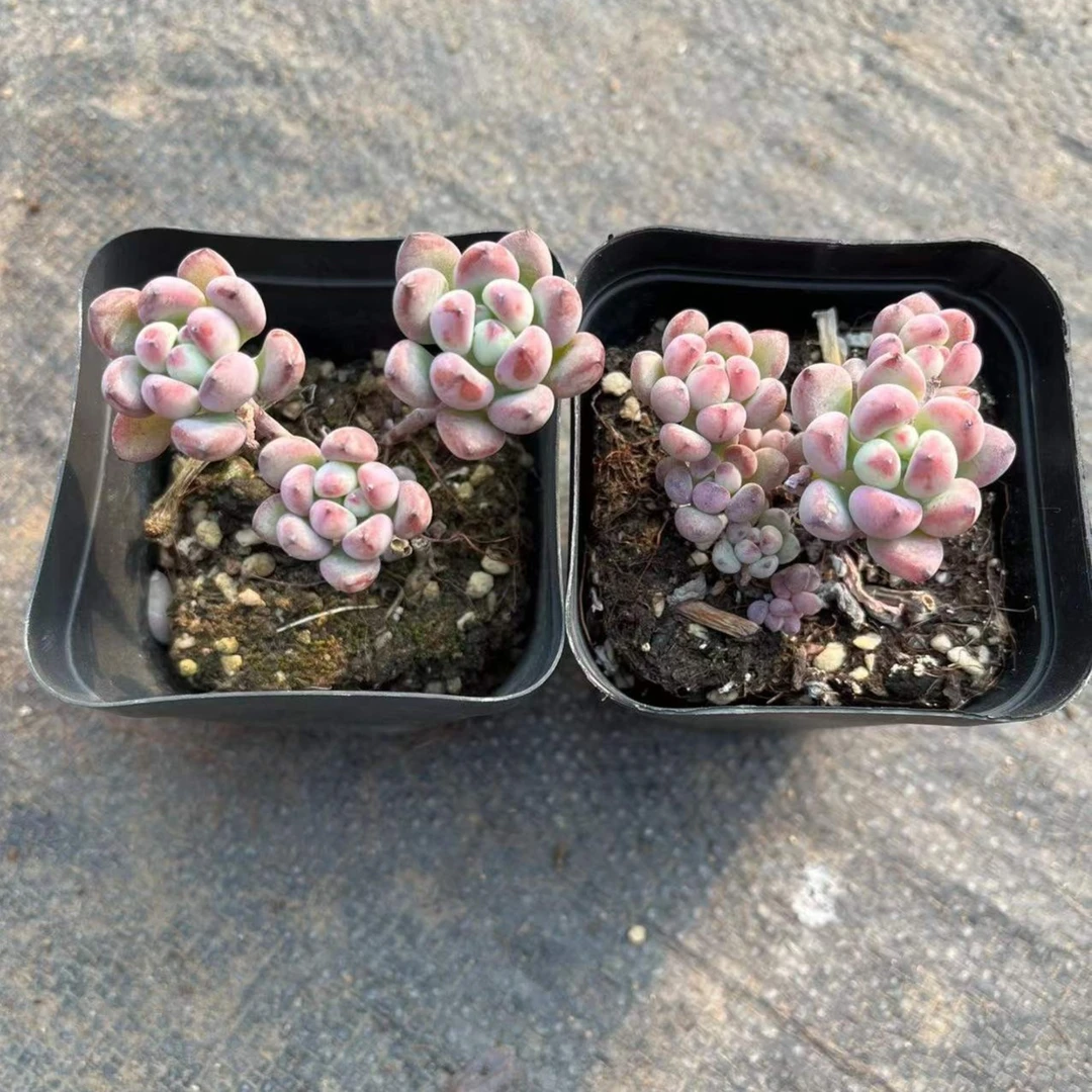 汤姆漫画多肉【满18包邮发货】