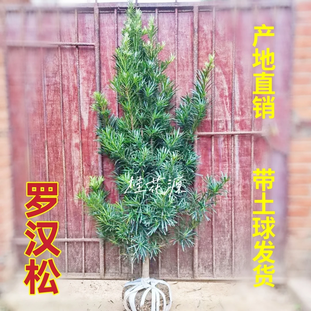 产地直销罗汉松树大树庭院盆栽地栽罗汉松树中叶罗汉松树苗绿植