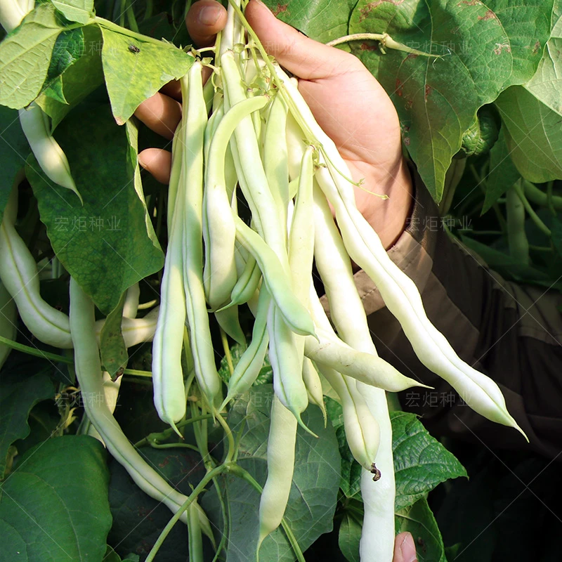 九粒白芸豆种籽  芸豆种籽  四季豆种子 豆角种子 九粒白豆角种籽