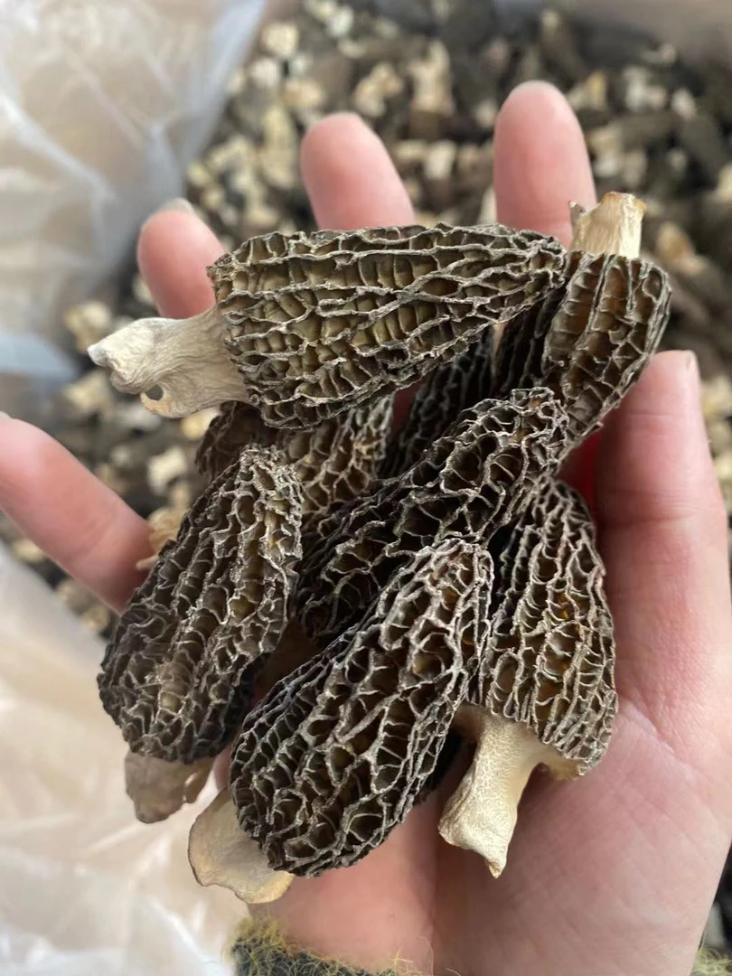 云南肉壁肥厚纹理清晰羊肚菌50克