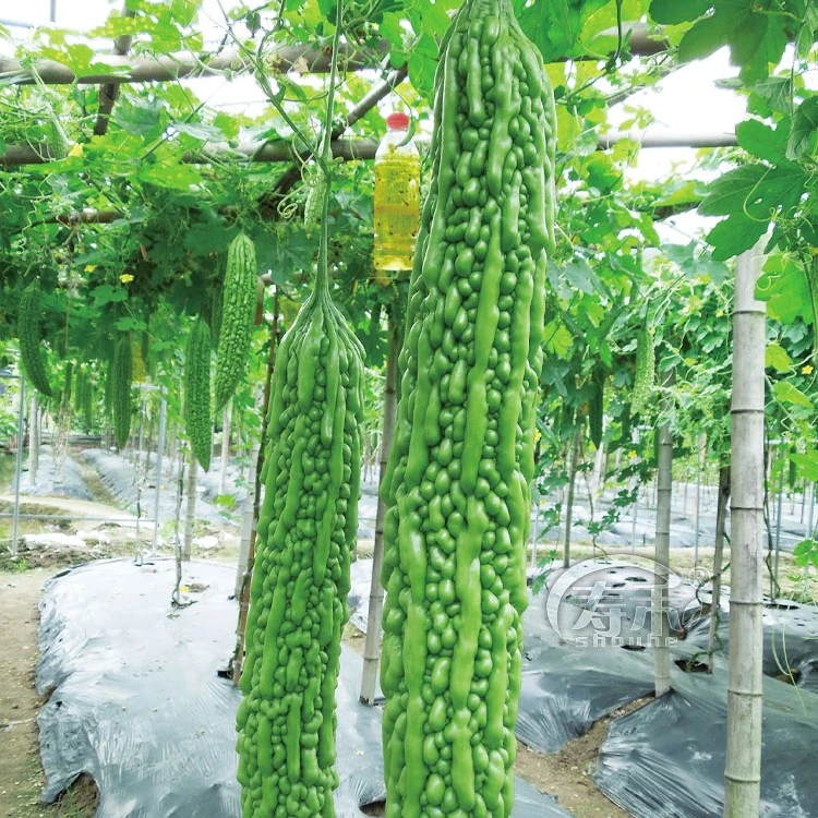 苦瓜苗绿苦瓜幼苗秧苗蔬菜苗子疙瘩绿长苦瓜耐热抗病带根南方种植