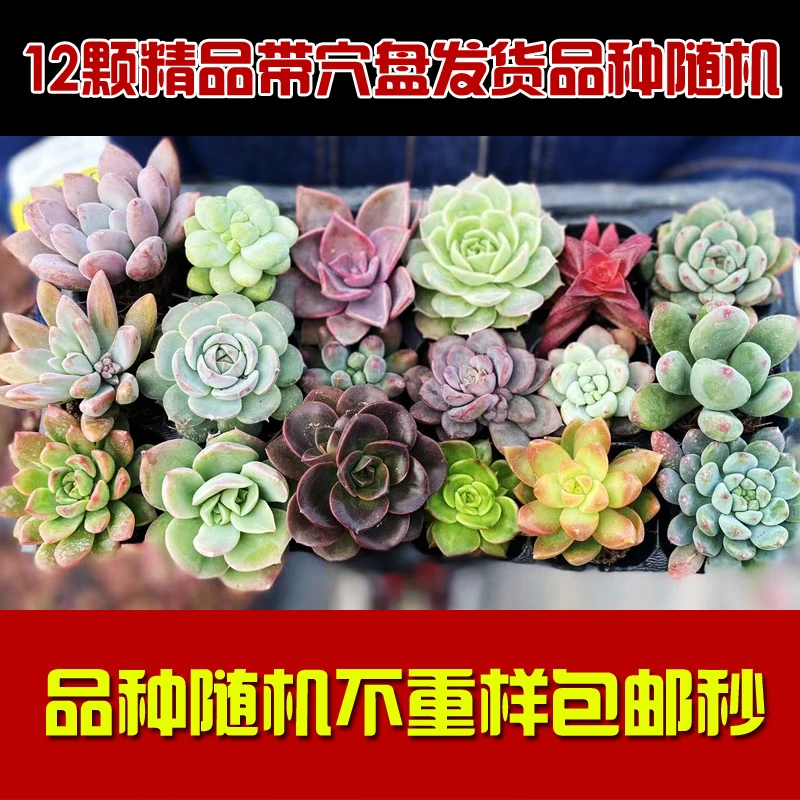 多肉植物精品多肉不重复带穴盘发花卉绿植组合盆栽防辐射新手套餐