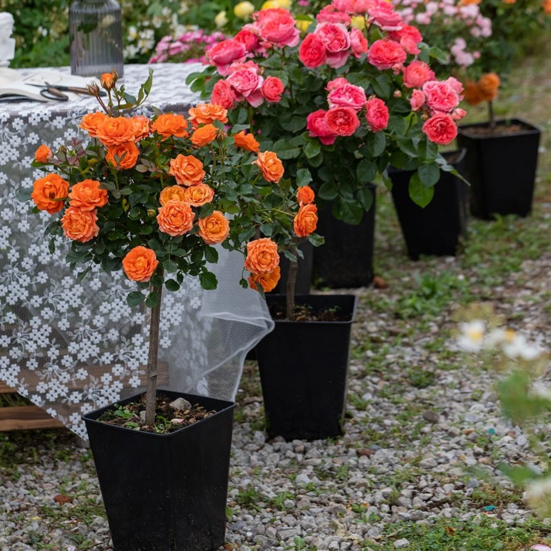 【星花怒放】天狼 棒棒糖造型月季 果汁阳台等微月盆栽盆栽树状