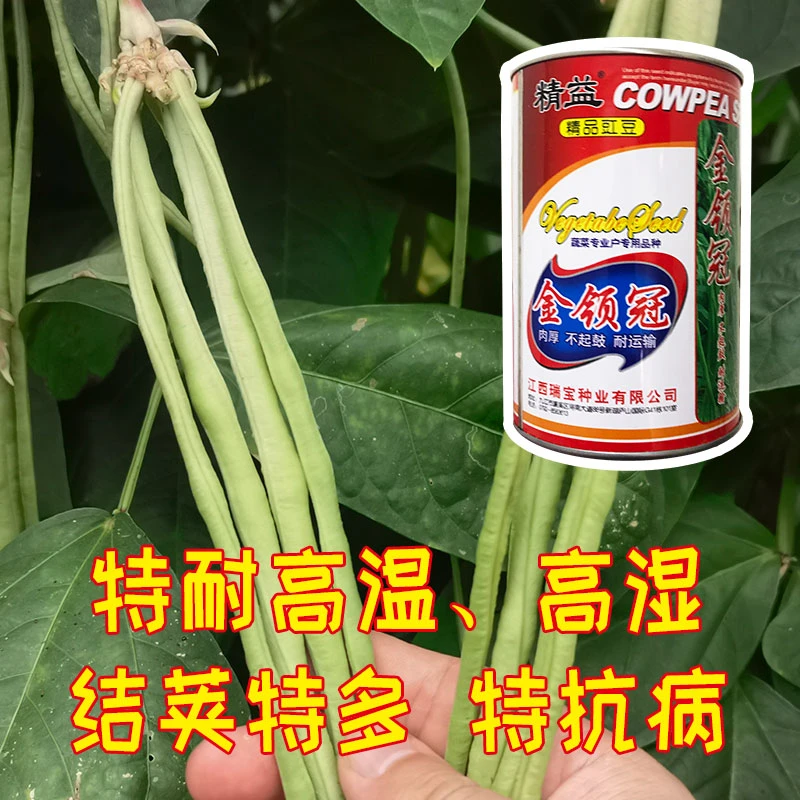 爱农优选精益金领冠嫩绿色豇豆种子夏季肉厚耐运输抗病强产量高