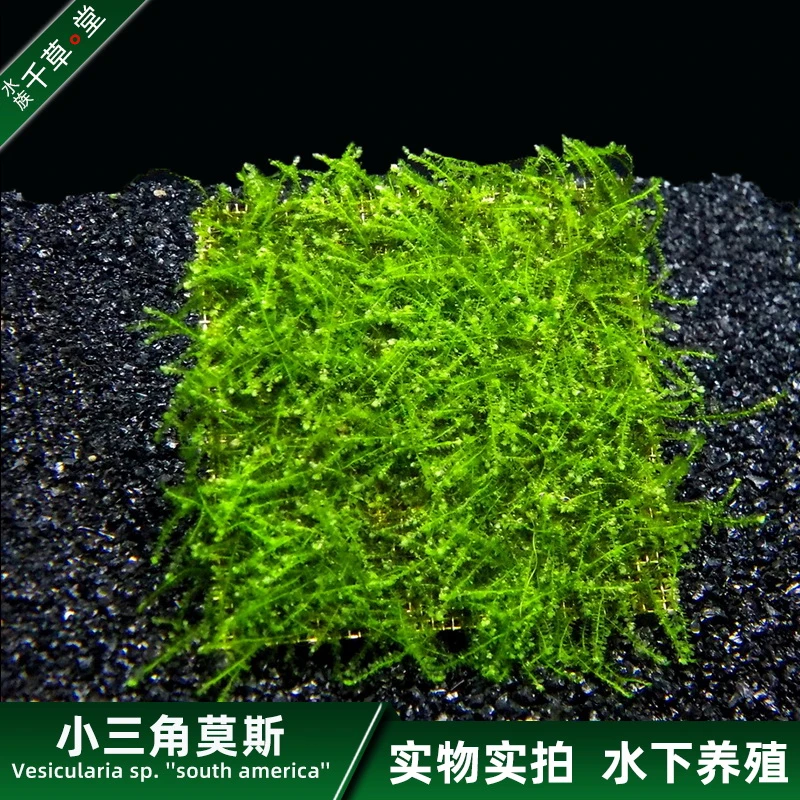 千草堂水族包邮莫斯网片真水草活体植物鱼缸草缸懒人草小三角莫斯