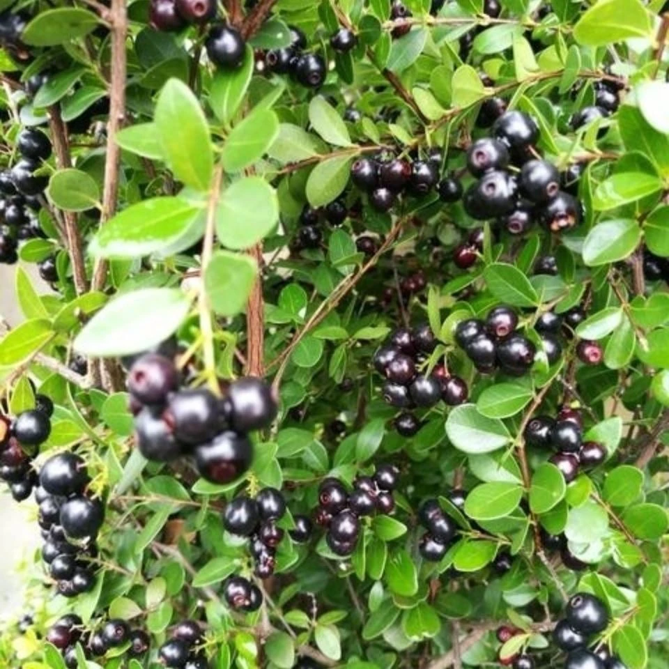 盆景盆栽绿植花卉室内室外