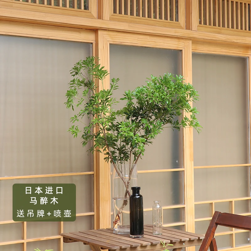 日本进口马醉木鲜切枝水培鲜花网红水养绿植植物懒人好养