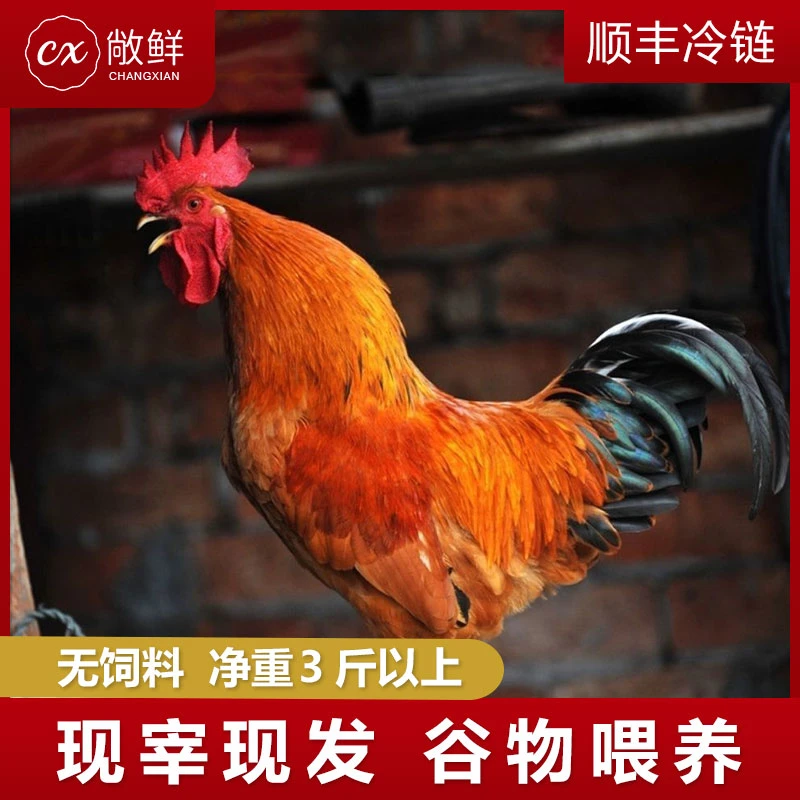 【楊陽陽】农家散养大公鸡新鲜整只3斤左右 现杀现发速冻净膛发货