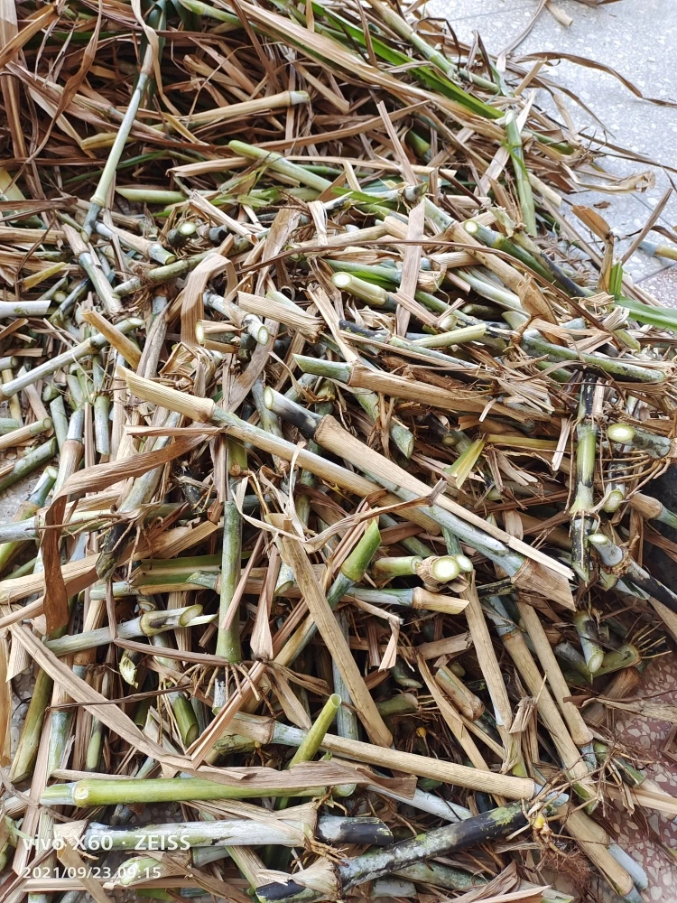 巨菌草250根，一根两节，养殖牛羊