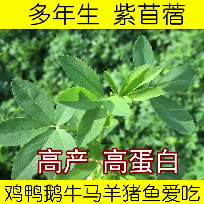 紫花苜蓿牧草种子苜蓿草多年生四季养殖苜蓿草种子鸡鸭鹅牛羊种籽