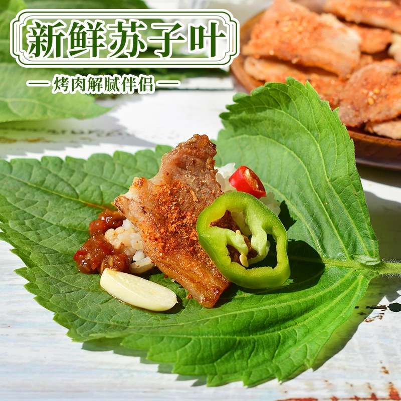 东北新鲜苏子叶500g 食用包饭韩国烤肉腌制紫苏叶青菜蔬菜