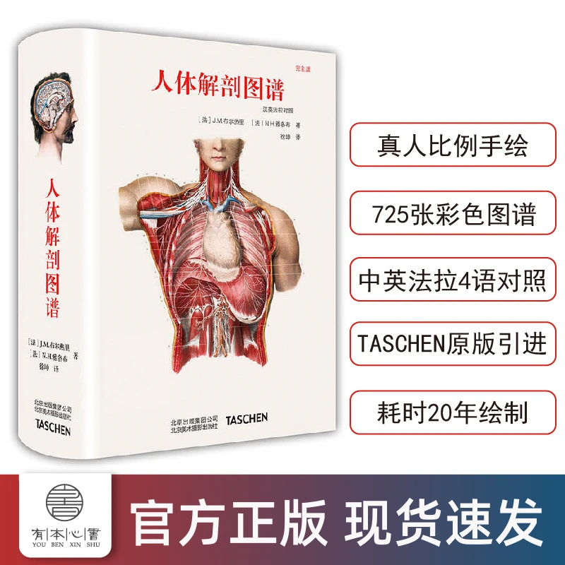 人体解剖图谱 J.M.布尔热里（艺用）人体解剖手绘彩色图谱