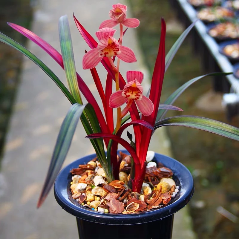 【网红草】稀有建兰-好养名贵兰花-开花浓香花期6-11月
