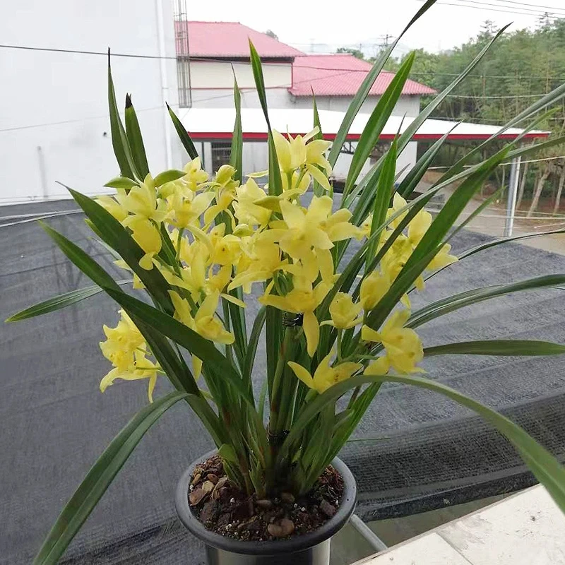 兰花黄金小神童(原培育盆原土)A秋季美观栽培植物