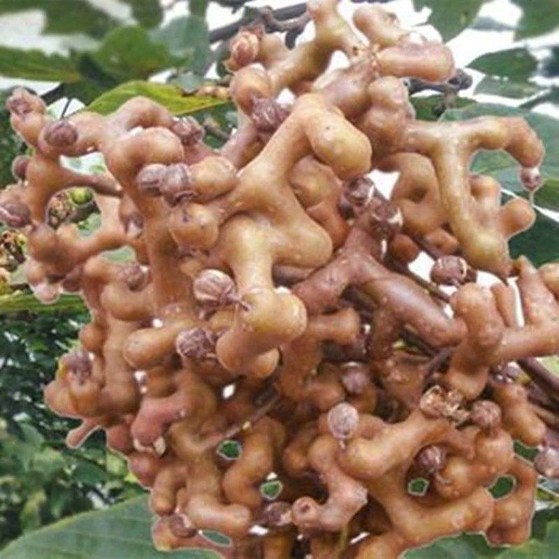 鸿蓓湫拐枣树苗拐枣苗南北都可以种植果树苗拐枣树苗