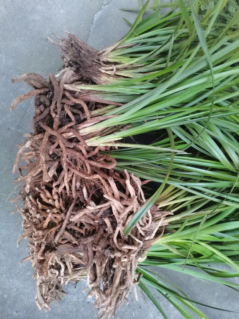 下坡兰原兜正气好壮苗，好种养